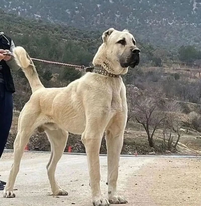 Kangal