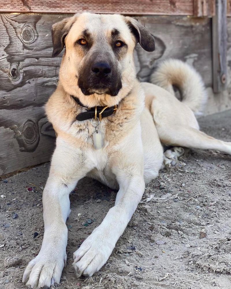 Kangal Shepherd Dog