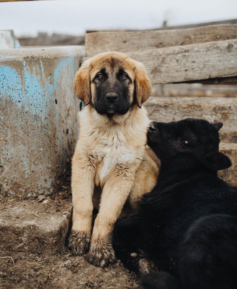 Kangal