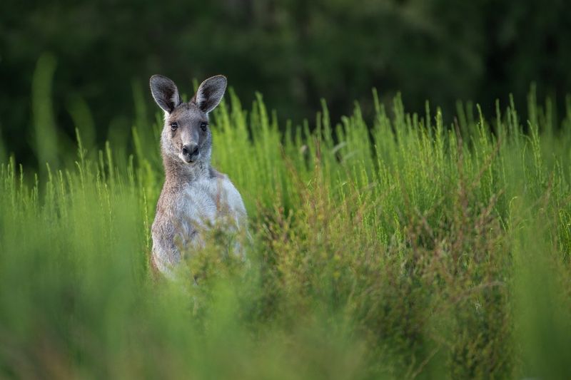 Kangaroo's Ecological Impact