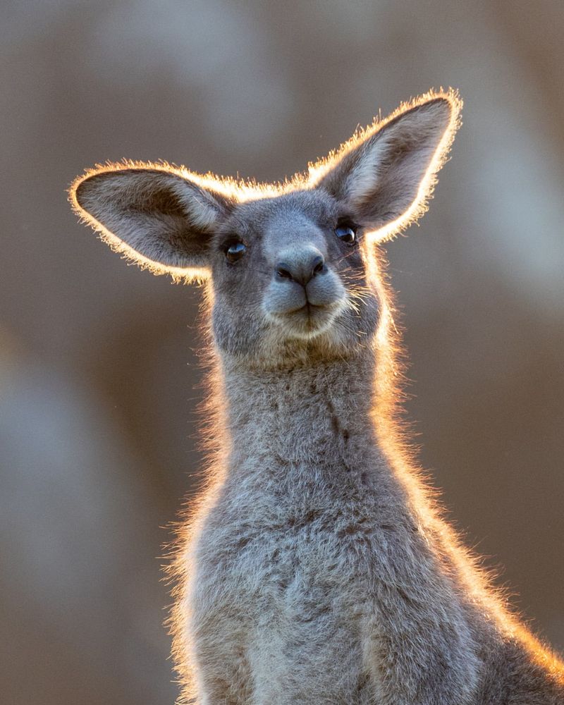 Kangaroo