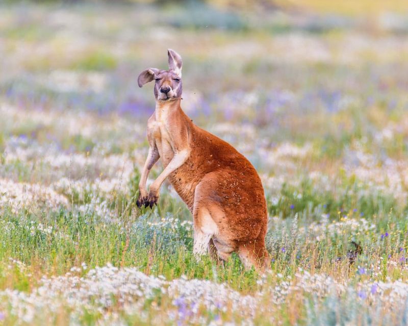 Kangaroo