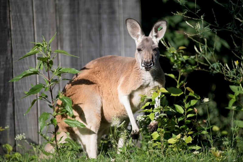 Kangaroo