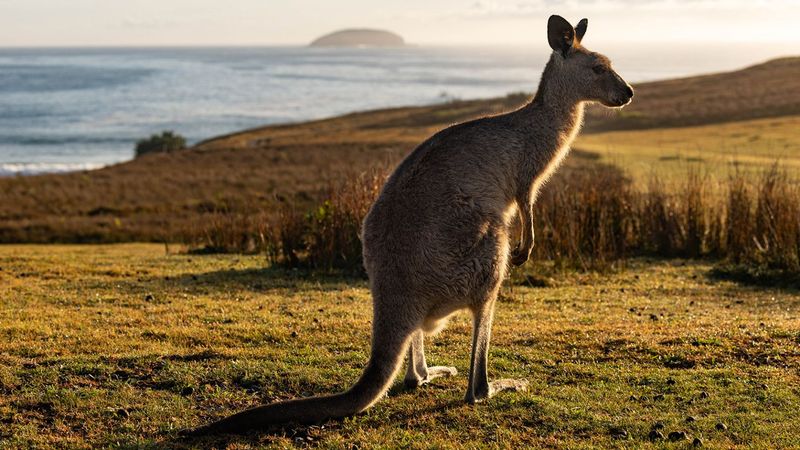 Kangaroo's Digestive System