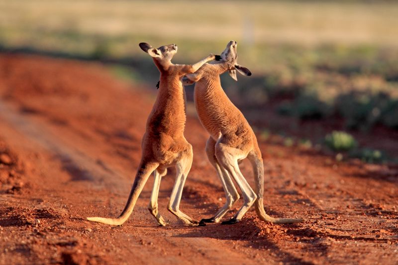 Kangaroo's Powerful Kick