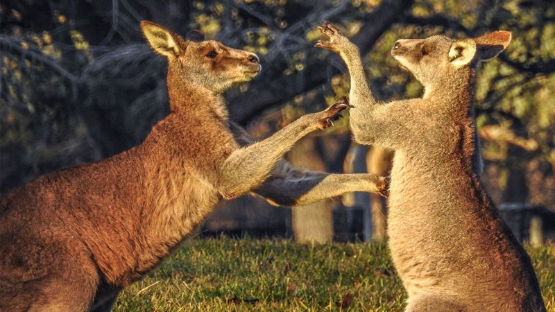 Kangaroo Boxing Matches