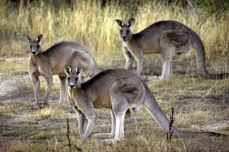 Kangaroo Communication Cues