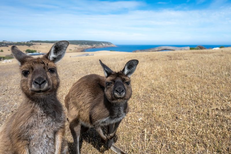 Kangaroo Island Wildlife Adventure in Australia