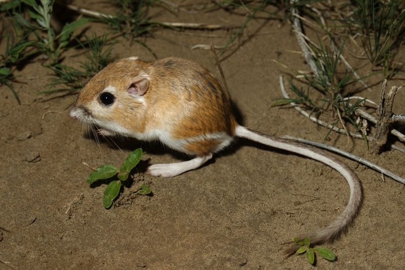 Kangaroo Rat