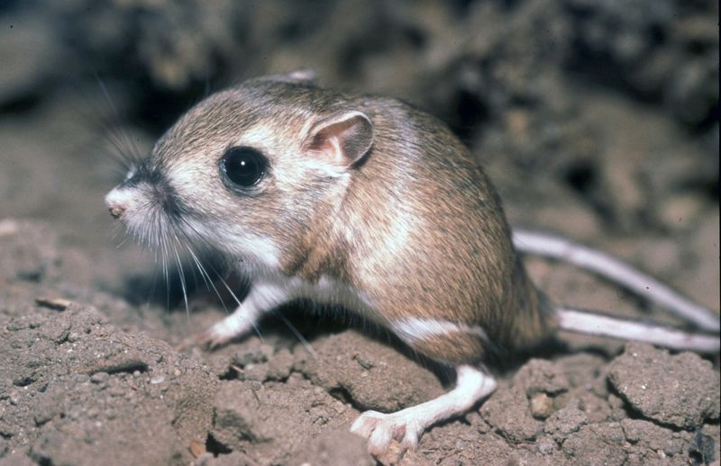 Kangaroo Rat