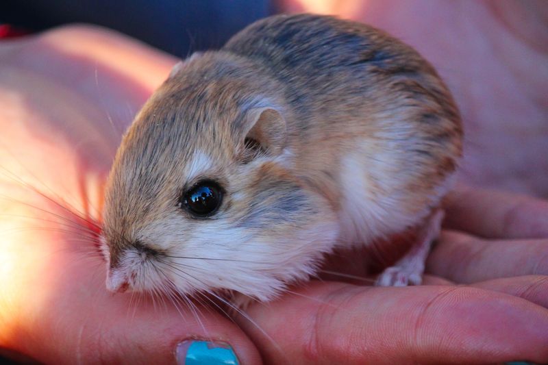 Kangaroo Rat