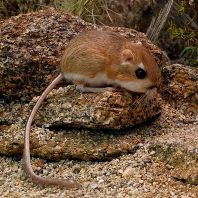 Kangaroo Rat