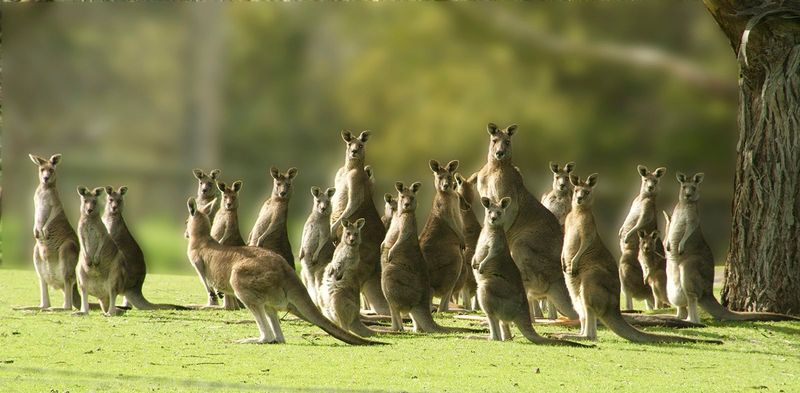 Kangaroo Social Structure