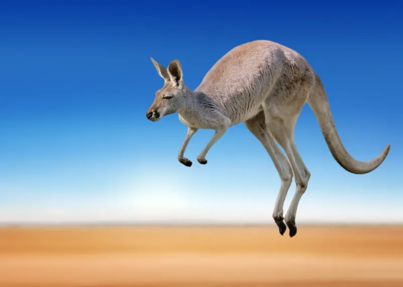 Kangaroo's Unique Hop