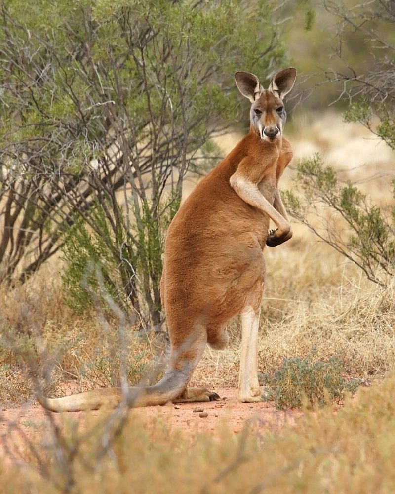 Kangaroos Box Like Humans