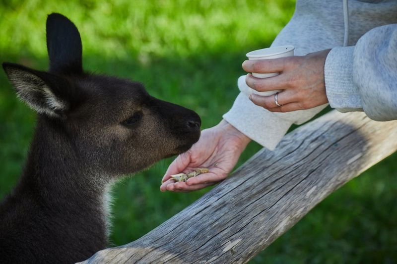 Kangaroos Interacting with Humans