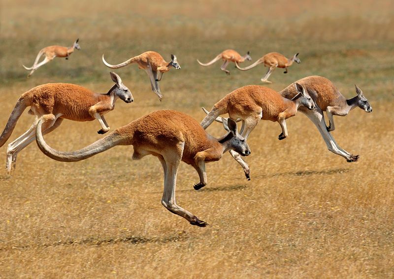 Kangaroos and Water Conservation