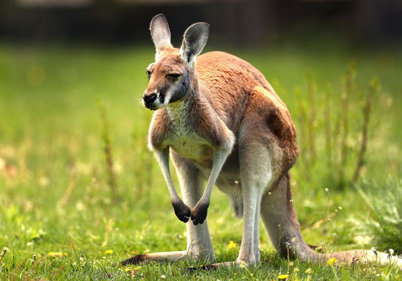 Kangaroos