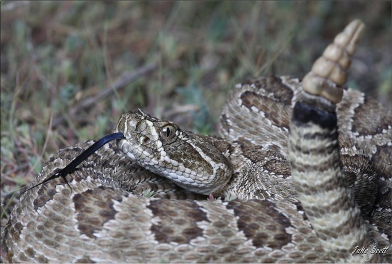 Kansas's Prairie Rattlesnake