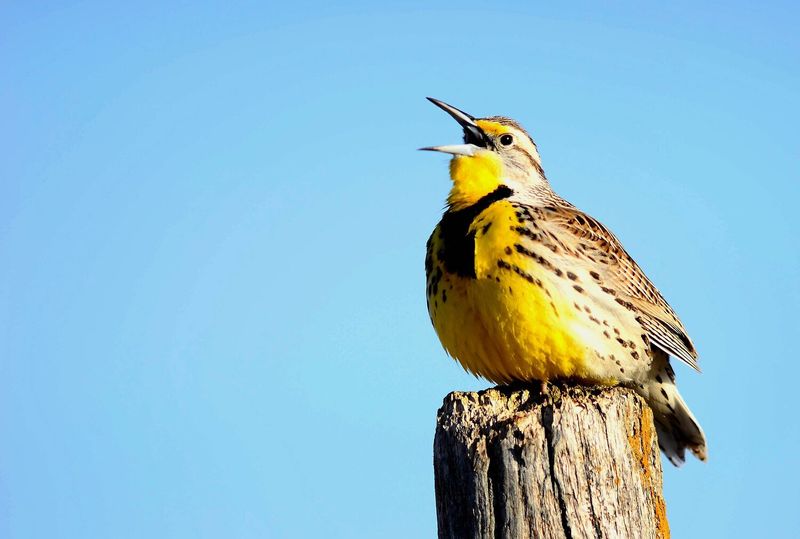 Kansas - Western Meadowlark