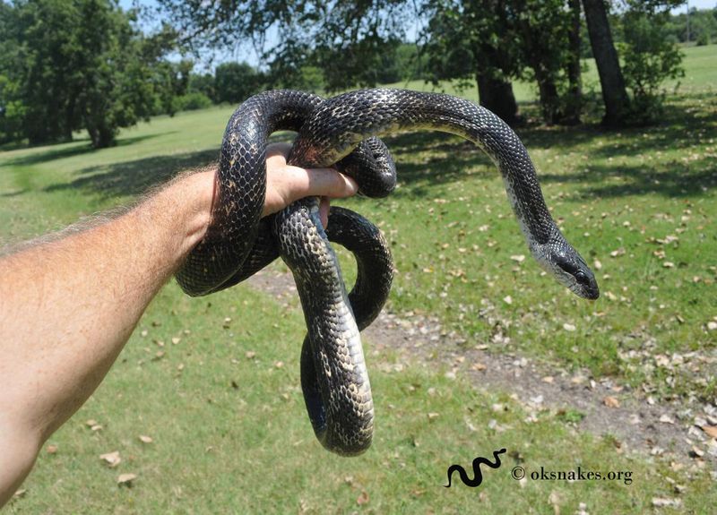 Kansas - Western Rat Snake