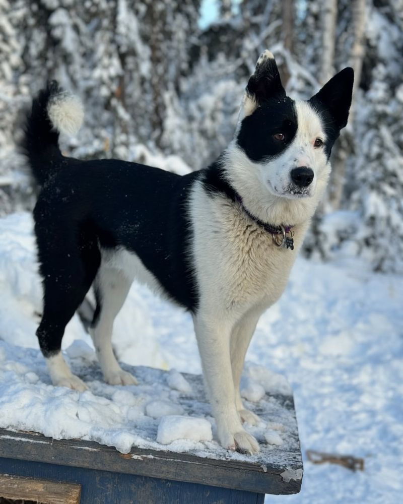 Karelian Bear Dog