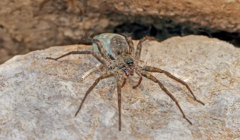 Kauai Cave Wolf Spider