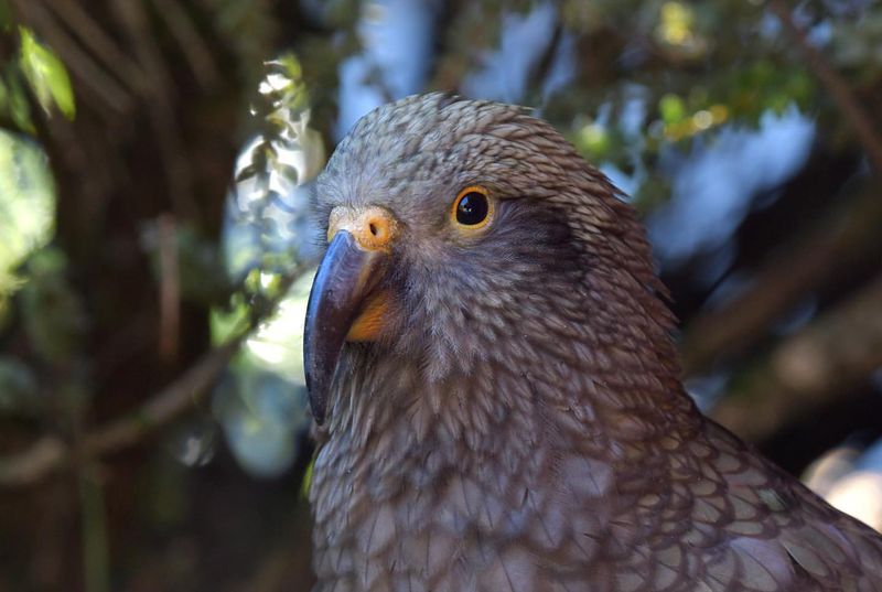 Kea