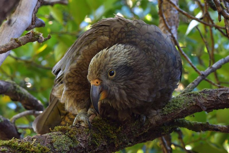 Kea