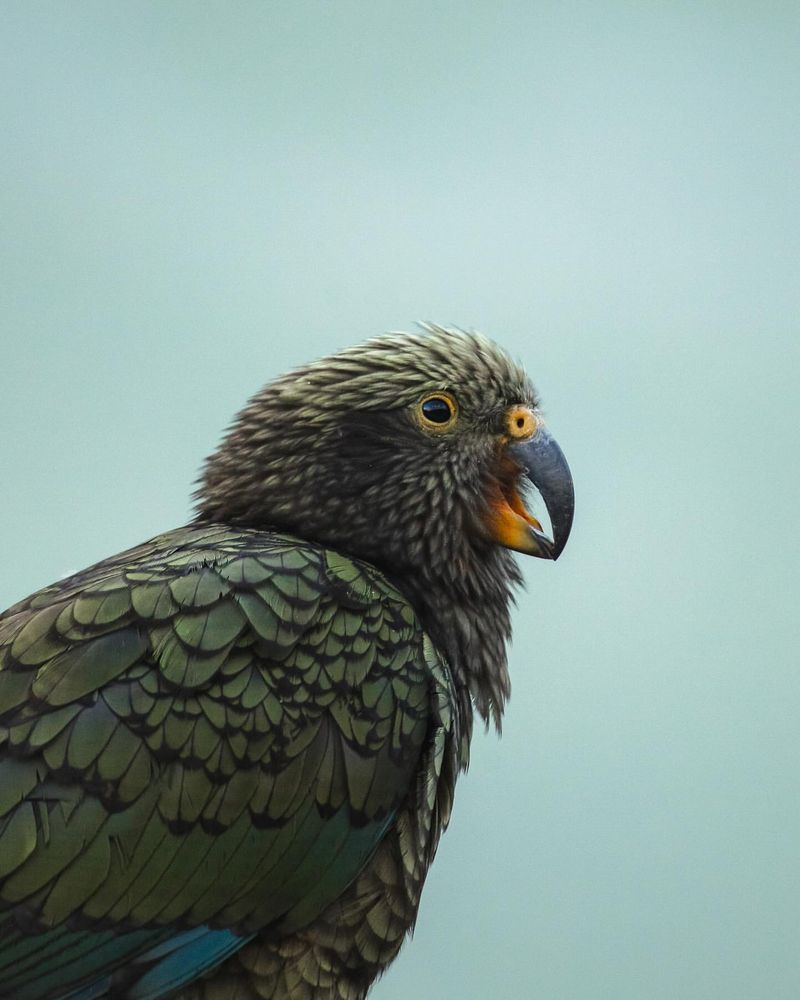 Kea