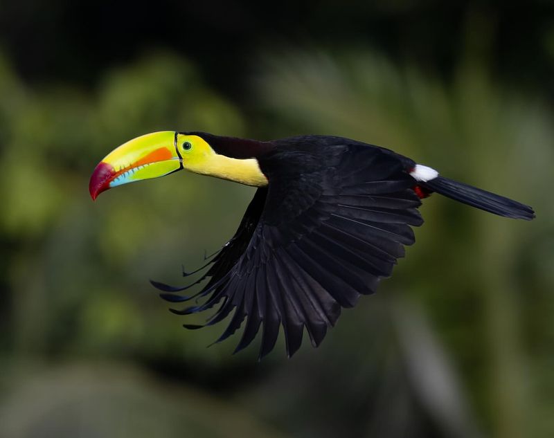 Keel-billed Toucan