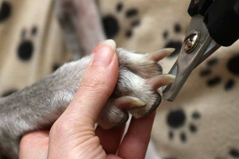 Keep Nails Trimmed