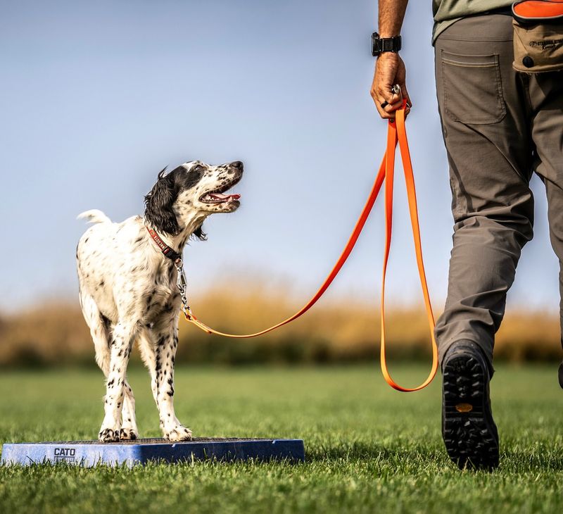 Keep Your Dog on a Leash