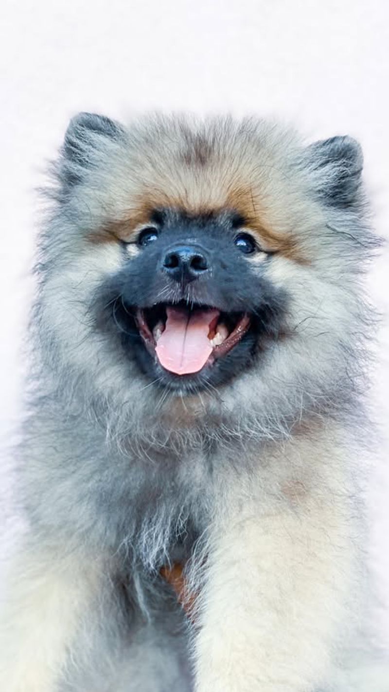 Keeshond