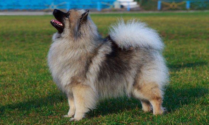 Keeshond