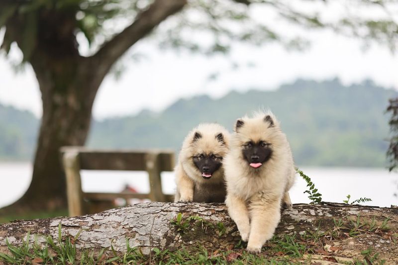 Keeshond