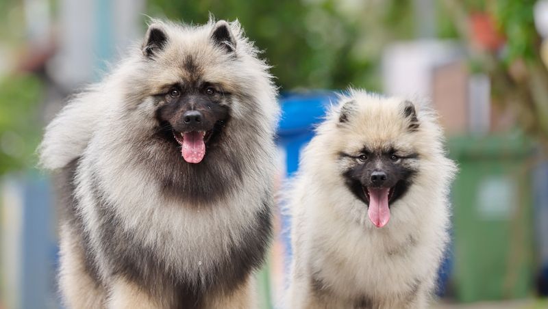 Keeshond