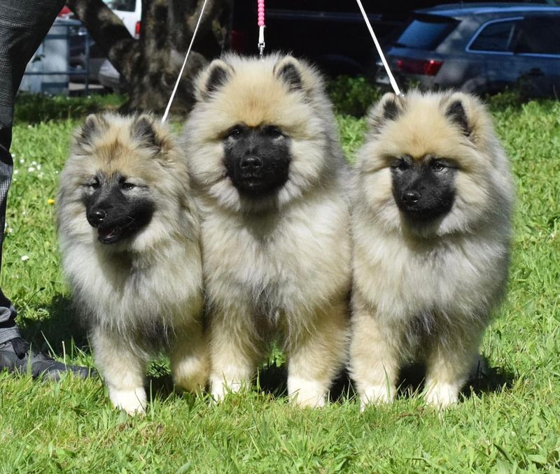 Keeshond