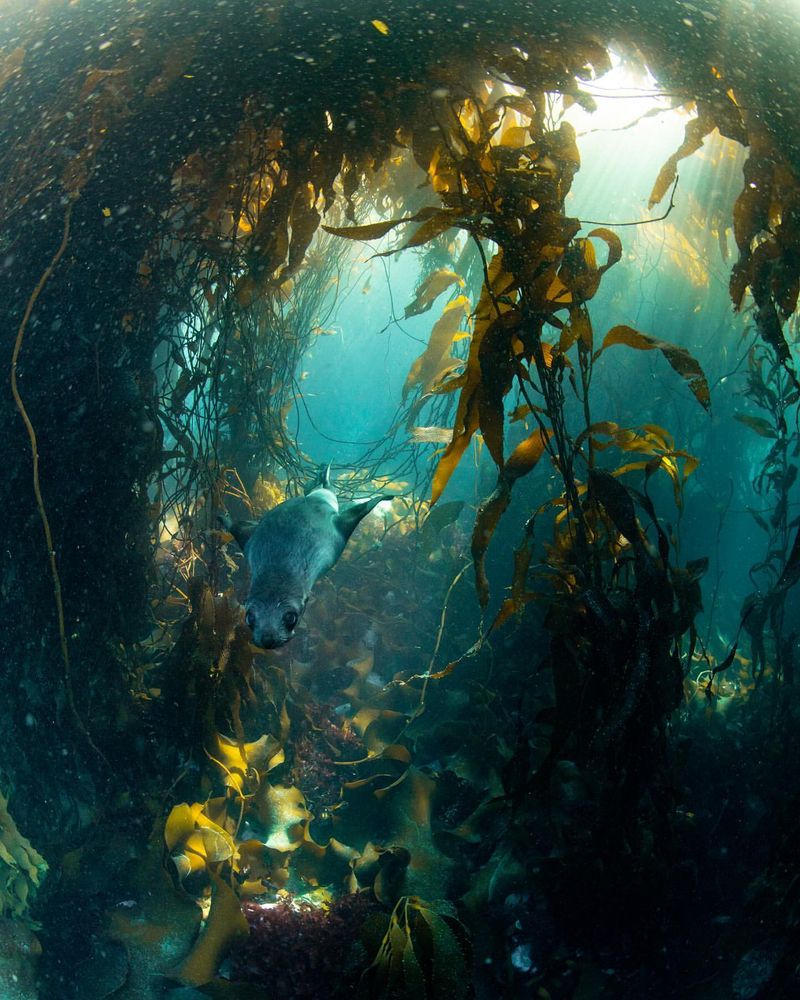 Kelp Forest