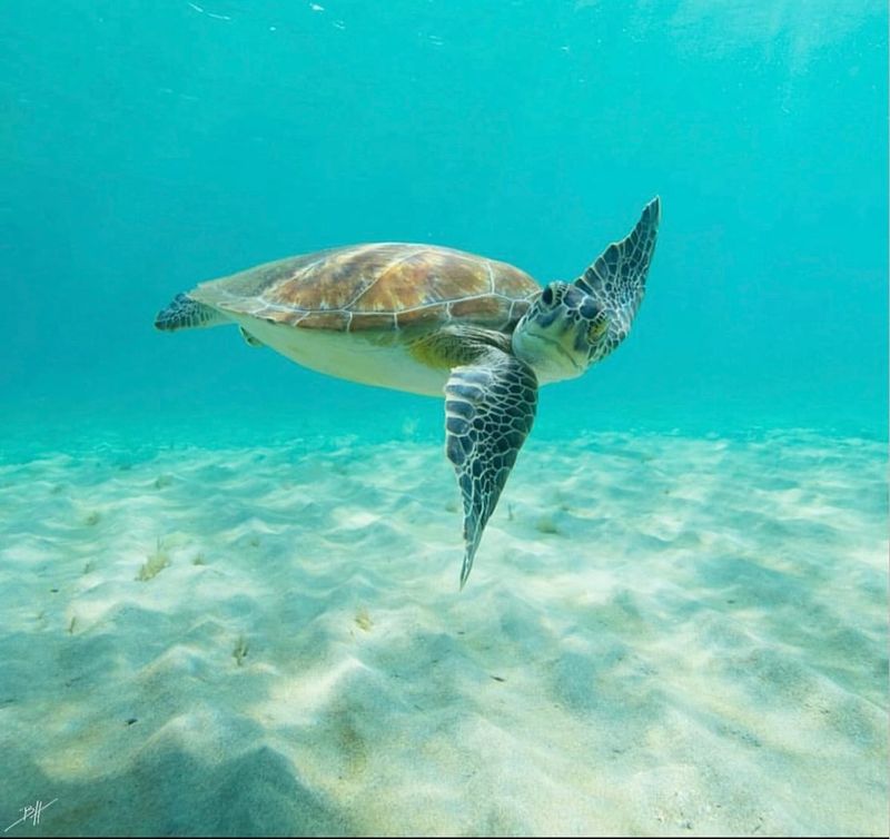 Kemp’s Ridley Sea Turtle