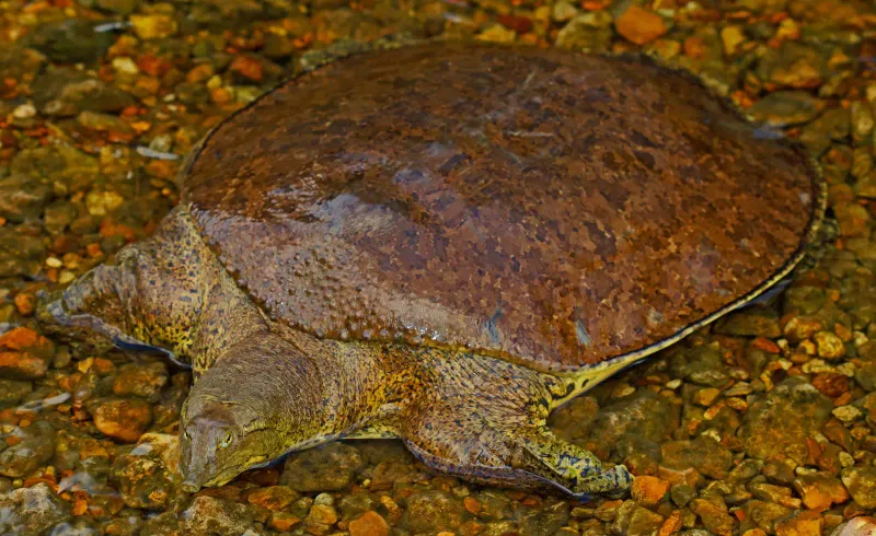 Kentucky's Eastern Spiny Softshell Turtle