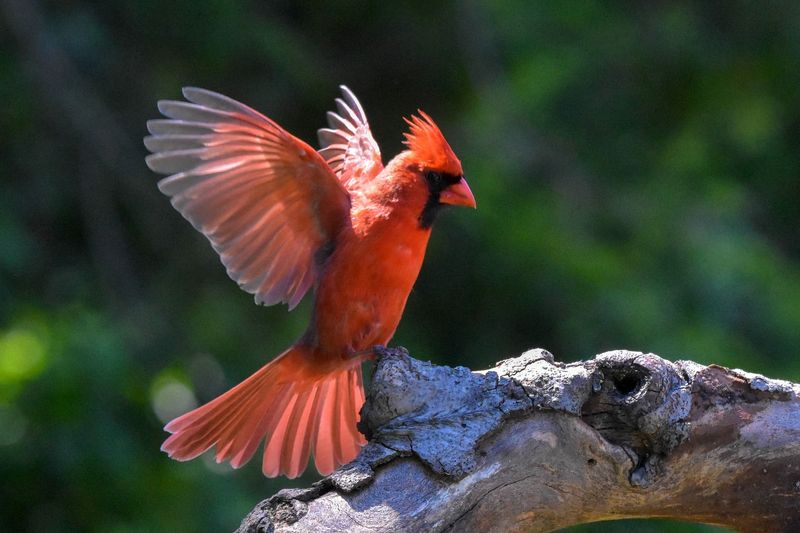 Kentucky - Northern Cardinal