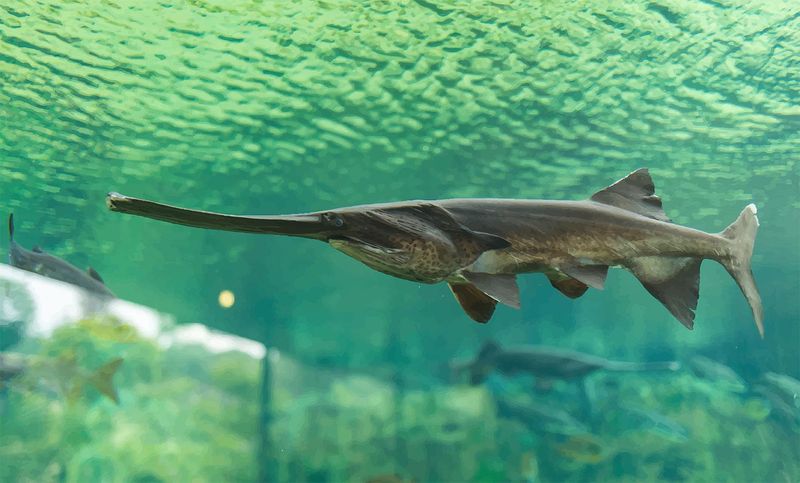 Kentucky: Paddlefish