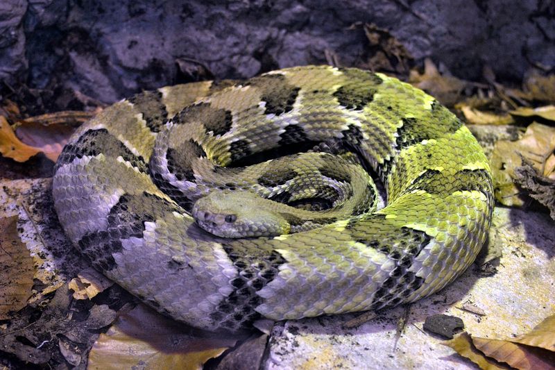 Kentucky - Timber Rattlesnake