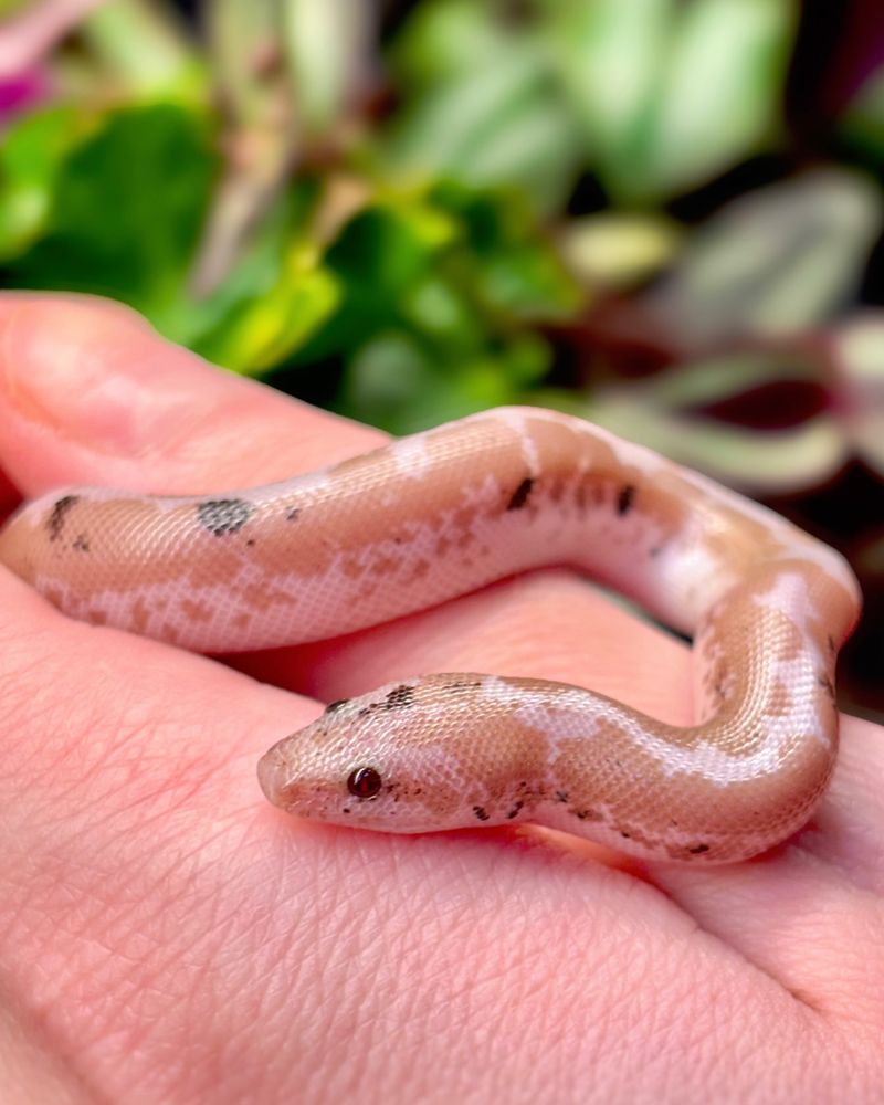 Kenyan Sand Boa