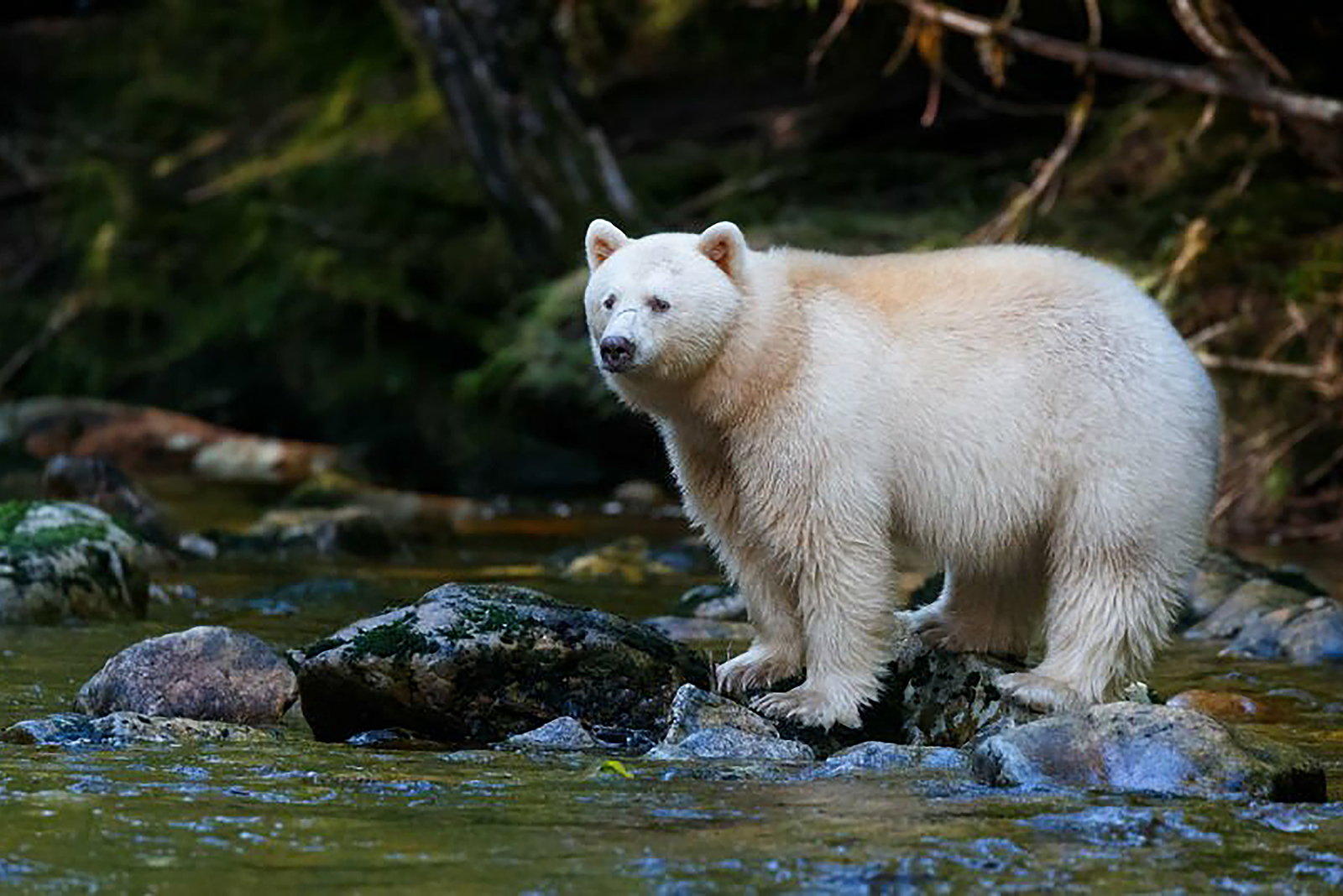 kermode bear