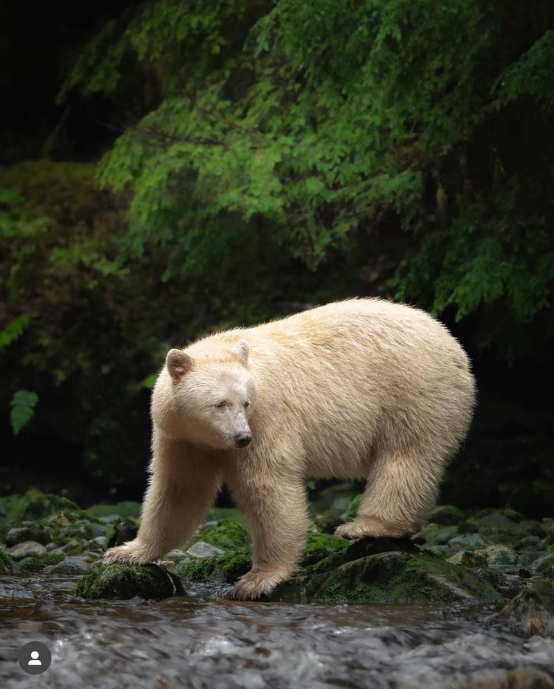 Kermode Bear