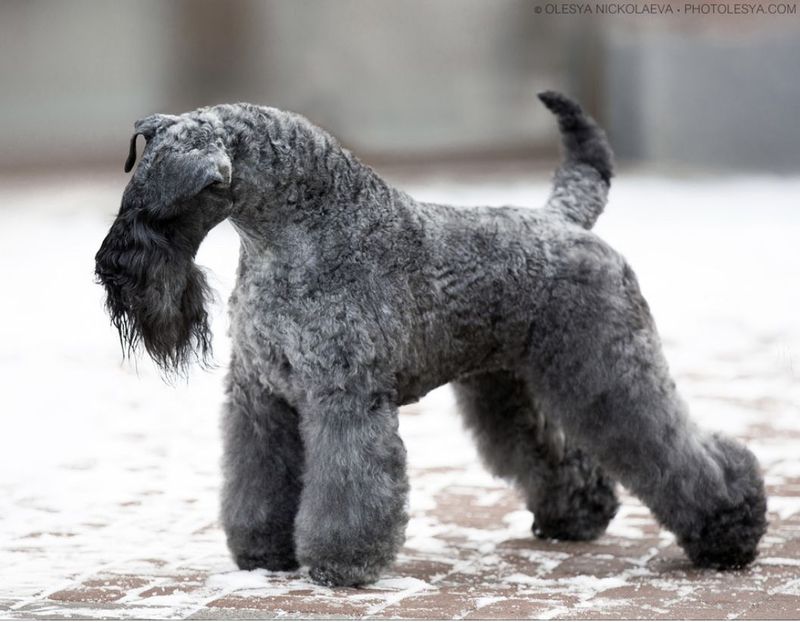 Kerry Blue Terrier