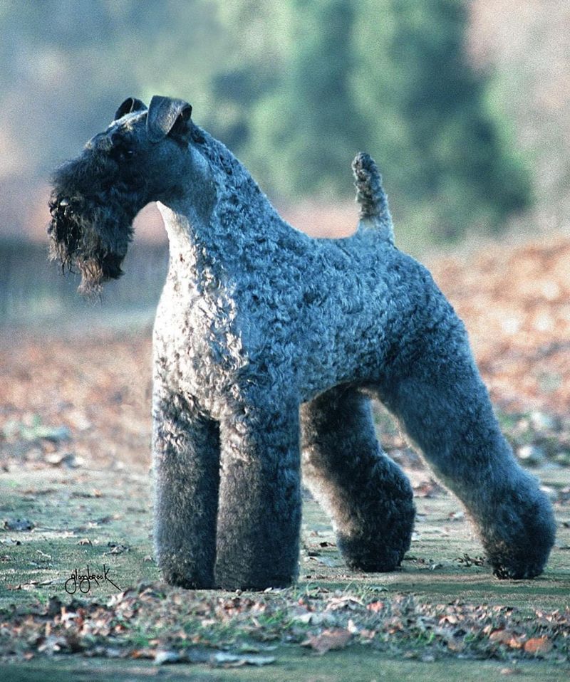 Kerry Blue Terrier