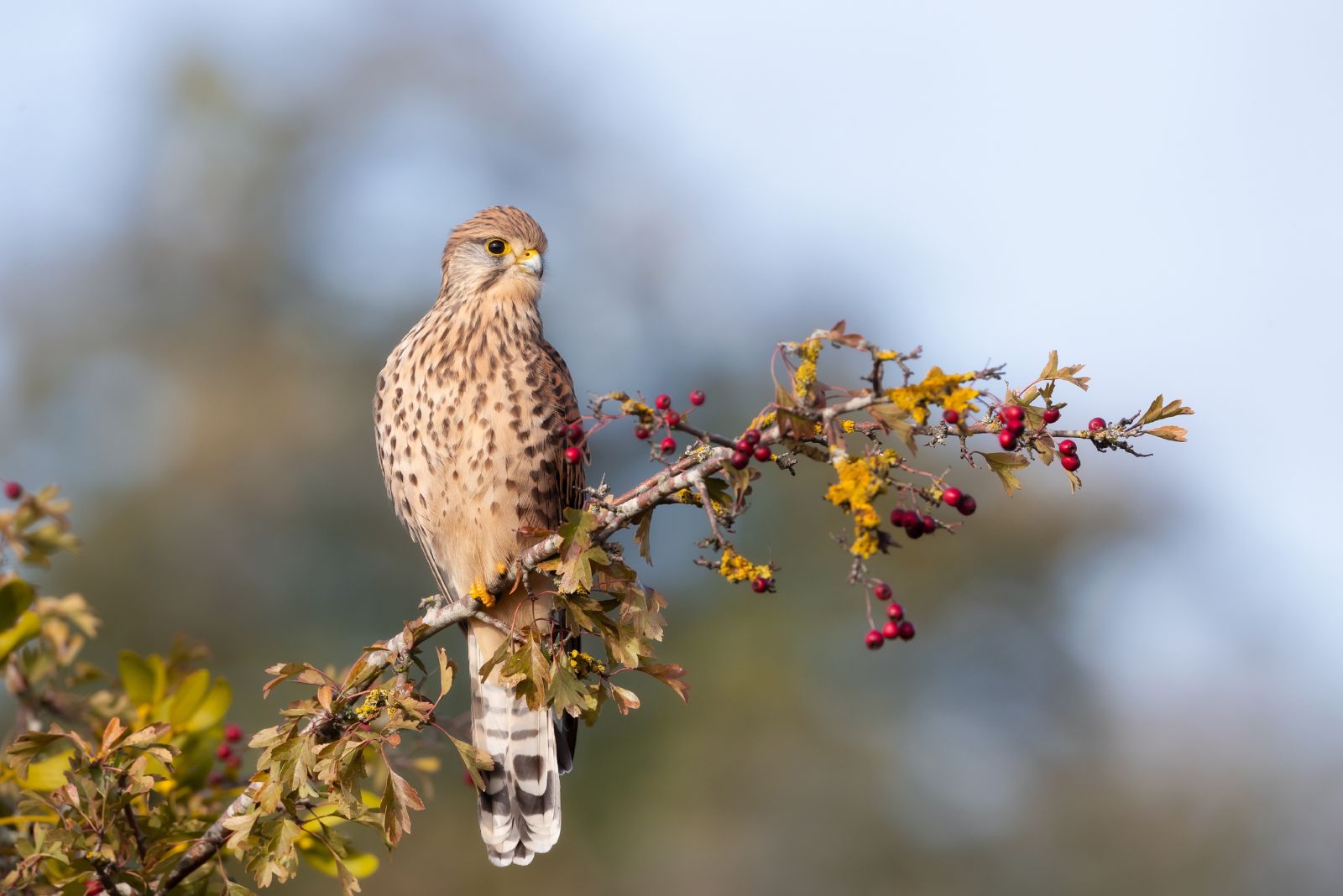 Kestrel